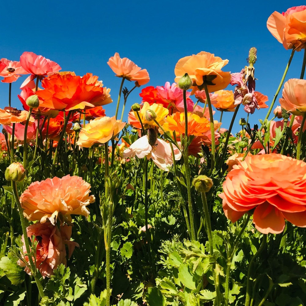 Meet your Posher, Angelica